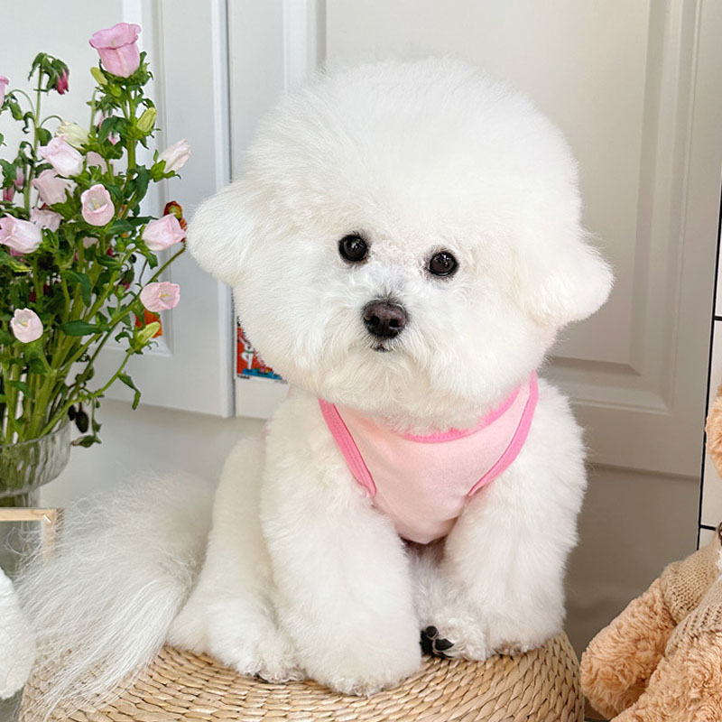 Roupas de cachorro de desenho  - Pet Supplies York avaliação e preço